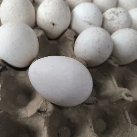 induk yumurtga owgan paroda