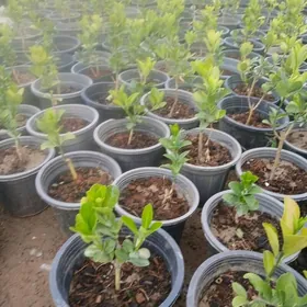 Вечный зелёный