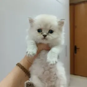 шотландский котенок,колор поин