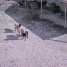 Ýitrlen Gzyly goỳyn