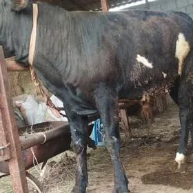 Öküz.Gölely sygyr