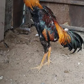 Ташыкен хороз