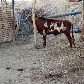 гибрит окиз