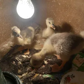 gaz juje we towuk juje