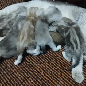 шиншилла котята