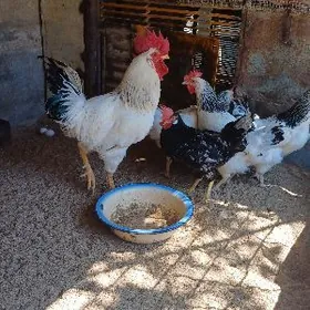 Адлер.Легор.Adler