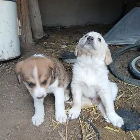 Говжа  гужуклер