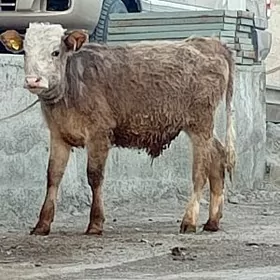 Simental Öküz Göle