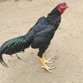 хораз байтцовый