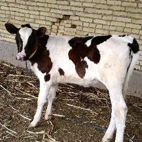 arassa galsteyn goleli sygyr