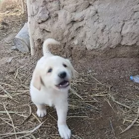 Говжвжа гужуклер