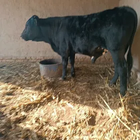 Ganshteyin Okuzi Tohum