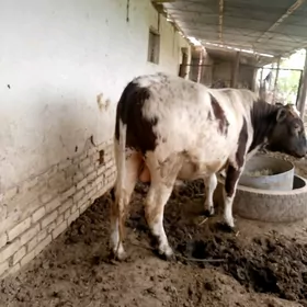 okuz simental gibrit