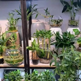 2 в 1 аквариум+бамбук