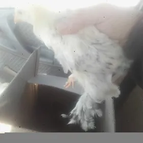 BARAMA GIGANT ARGINAL TOHUM