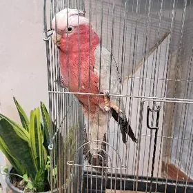 КАКАДУ АМАЗОН