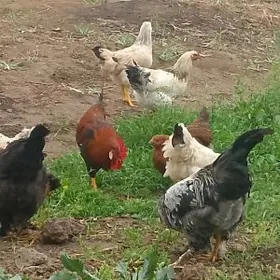 Towuk Balgar brama troyka