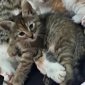 котёнок девочка