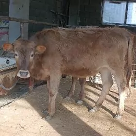 şwes tohum okuz tuwe