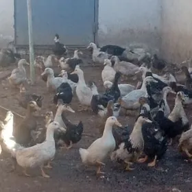 гак-гак ордек