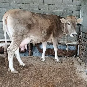 arginal śwes agyr bogoz