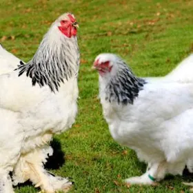 Horaz, Брама и Бойцовый