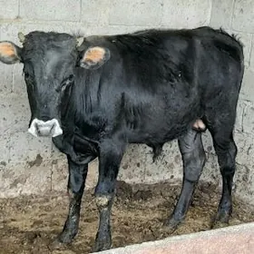 2 ÖKIZ TOHUM MALLAR