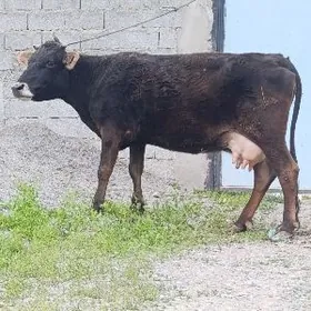 Sygyr Bogaz Sagylýan