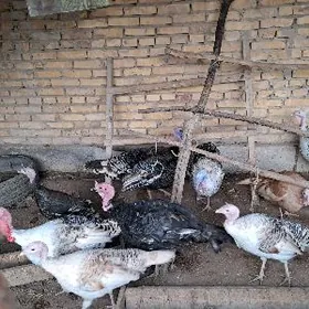 ınduk  ınduk ınduk