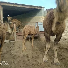 торумлы дуйе