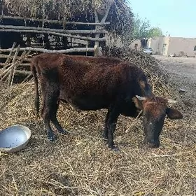 sagynn sygyr tazeje guzlan mal