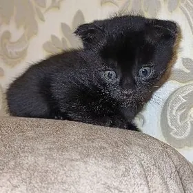 котенок вислоухий