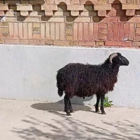 Goyun gara kol issek