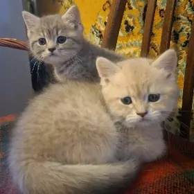 Британские котята