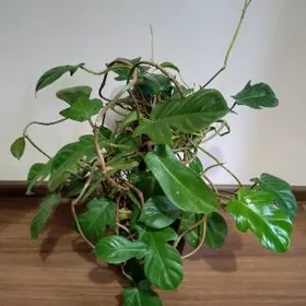 Филодендрон