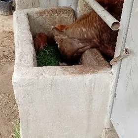 ŞWES TUWE 1 ÝAŞAN