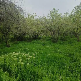 DAÇA ÜÇİN MELLEK ÝER