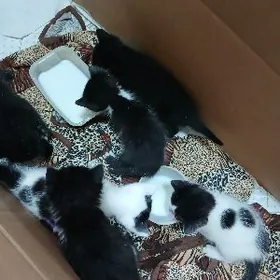 котята в добрые руки