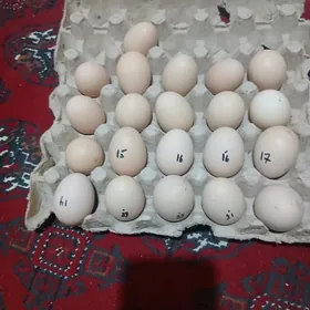 БАЙСОК ЮМУРТГА