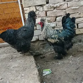 BALGAR TROÝKA TOWUK