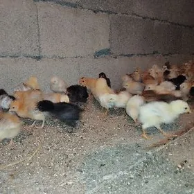 elin jüýje 11 gun bolon