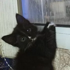 домашние котята