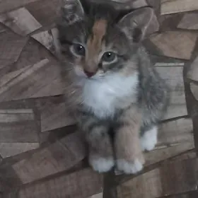 отдам в хорошие руки, бесплатн