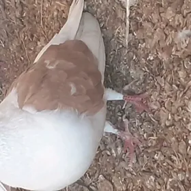 kepderi голуби