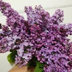 Сирень букет