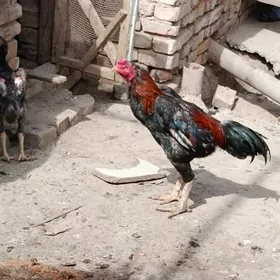 horaz paroda jüje 8