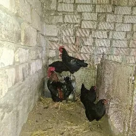 Gıgant jersı yumurtga