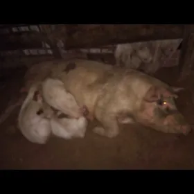 DONUZ JOJUK ДОНУЗ ЖОЖУК