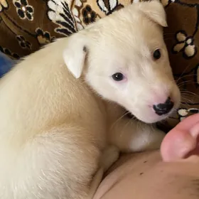 щеночек девочка.