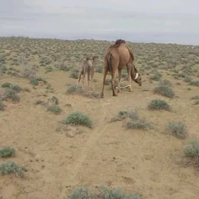 duye 1 botlan duyele